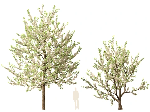 Prunus avium - Sweet cherry 3D Model