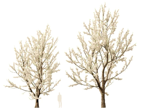 Prunus avium - Sweet cherry 3D Model