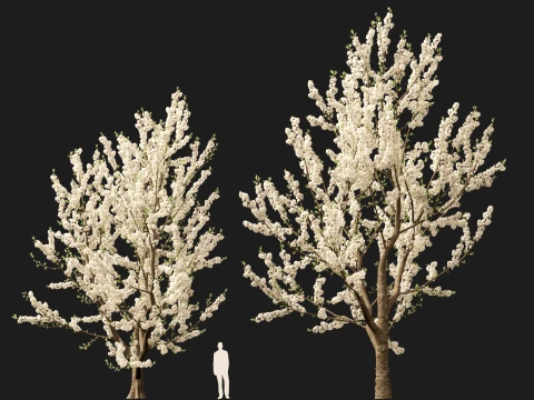 Prunus avium - Sweet cherry 3D Model