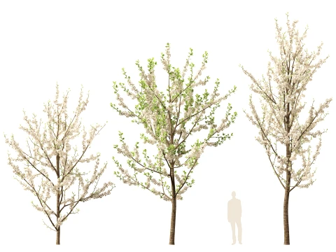 Prunus avium - Sweet cherry 3D Model