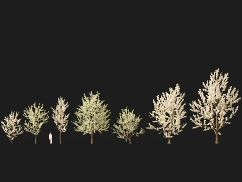 Prunus avium - Sweet cherry 3D Model