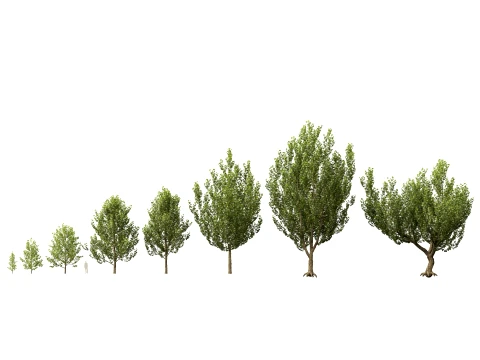 HighpolyLowPoly - Platanus orientalis - Oriental plane 3Dモデル