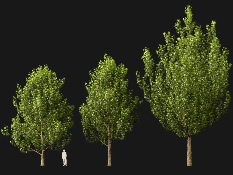 HighpolyLowPoly - Platanus orientalis - Oriental plane 3D Model