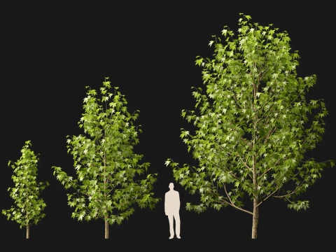 HighpolyLowPoly - Platanus orientalis - Oriental plane 3D Model