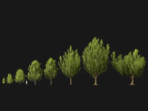 HighpolyLowPoly - Platanus orientalis - Oriental plane 3D Model