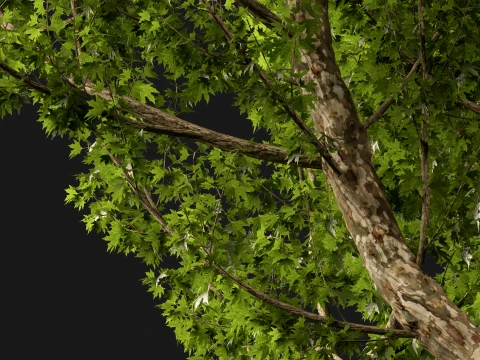 HighpolyLowPoly - Platanus orientalis - Oriental plane 3D Model