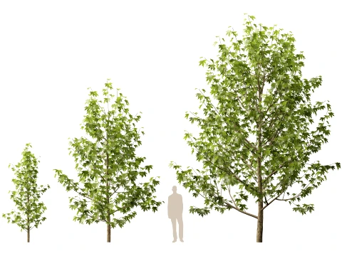 HighpolyLowPoly - Platanus orientalis - Oriental plane 3D Model