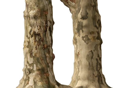 HighpolyLowPoly - Platanus orientalis - Oriental plane 3D Model