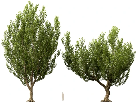 HighpolyLowPoly - Platanus orientalis - Oriental plane 3D Model