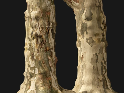 HighpolyLowPoly - Platanus orientalis - Oriental plane 3D Model