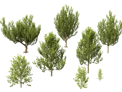 HighpolyLowPoly - Platanus orientalis - Oriental plane 3D Model