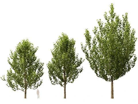HighpolyLowPoly - Platanus orientalis - Oriental plane 3D Model