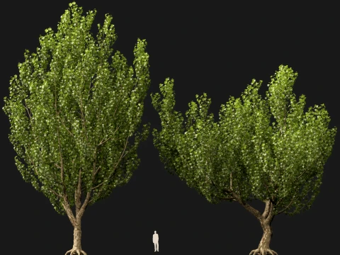 HighpolyLowPoly - Platanus orientalis - Oriental plane 3D Model