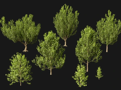 HighpolyLowPoly - Platanus orientalis - Oriental plane 3D Model