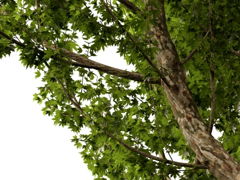 HighpolyLowPoly - Platanus orientalis - Oriental plane 3D Model