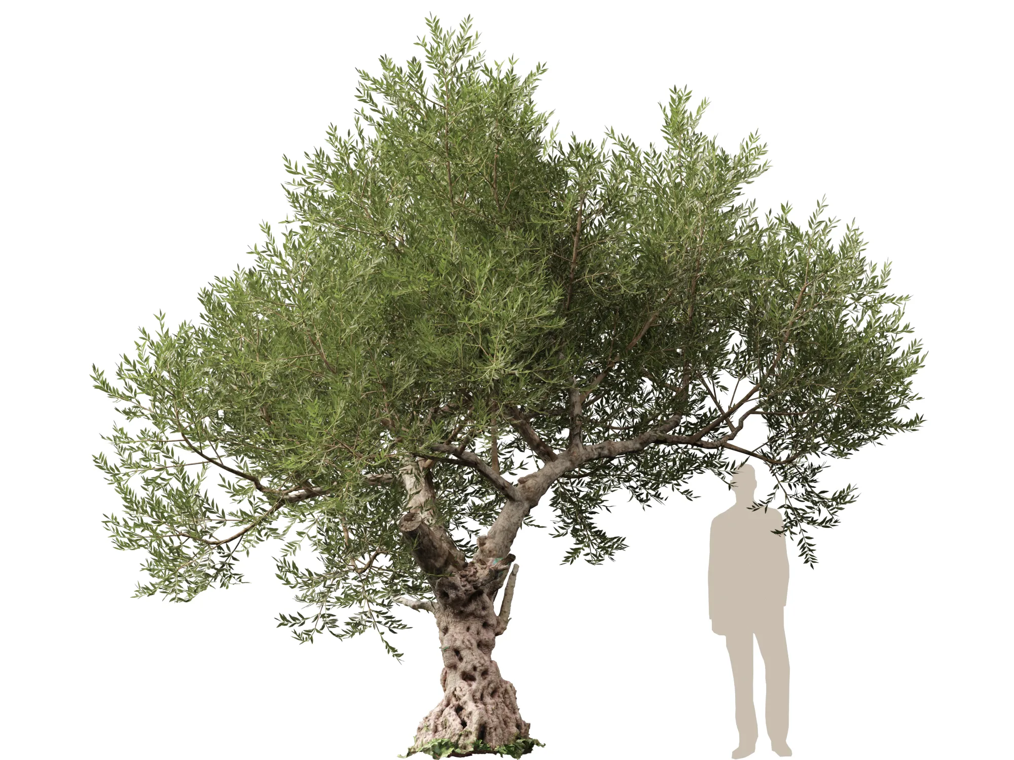 Scanned Olea Europaea - Common Olive 01 - Highpoly Lowpoly 3D Model .c4d .max .obj .3ds .fbx .stl .blend