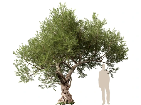 Scanned Olea Europaea - Common Olive 01 - Highpoly Lowpoly 3D Model