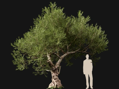 Scanned Olea Europaea - Common Olive 01 - Highpoly Lowpoly 3D Model