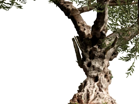 Scanned Olea Europaea - Common Olive 01 - Highpoly Lowpoly 3D Model
