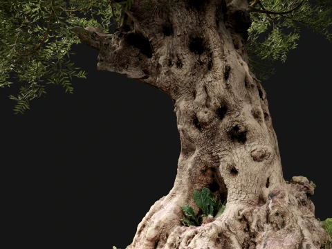 Scanned Olea Europaea - Common Olive 05 - Highpoly Lowpoly 3D Model