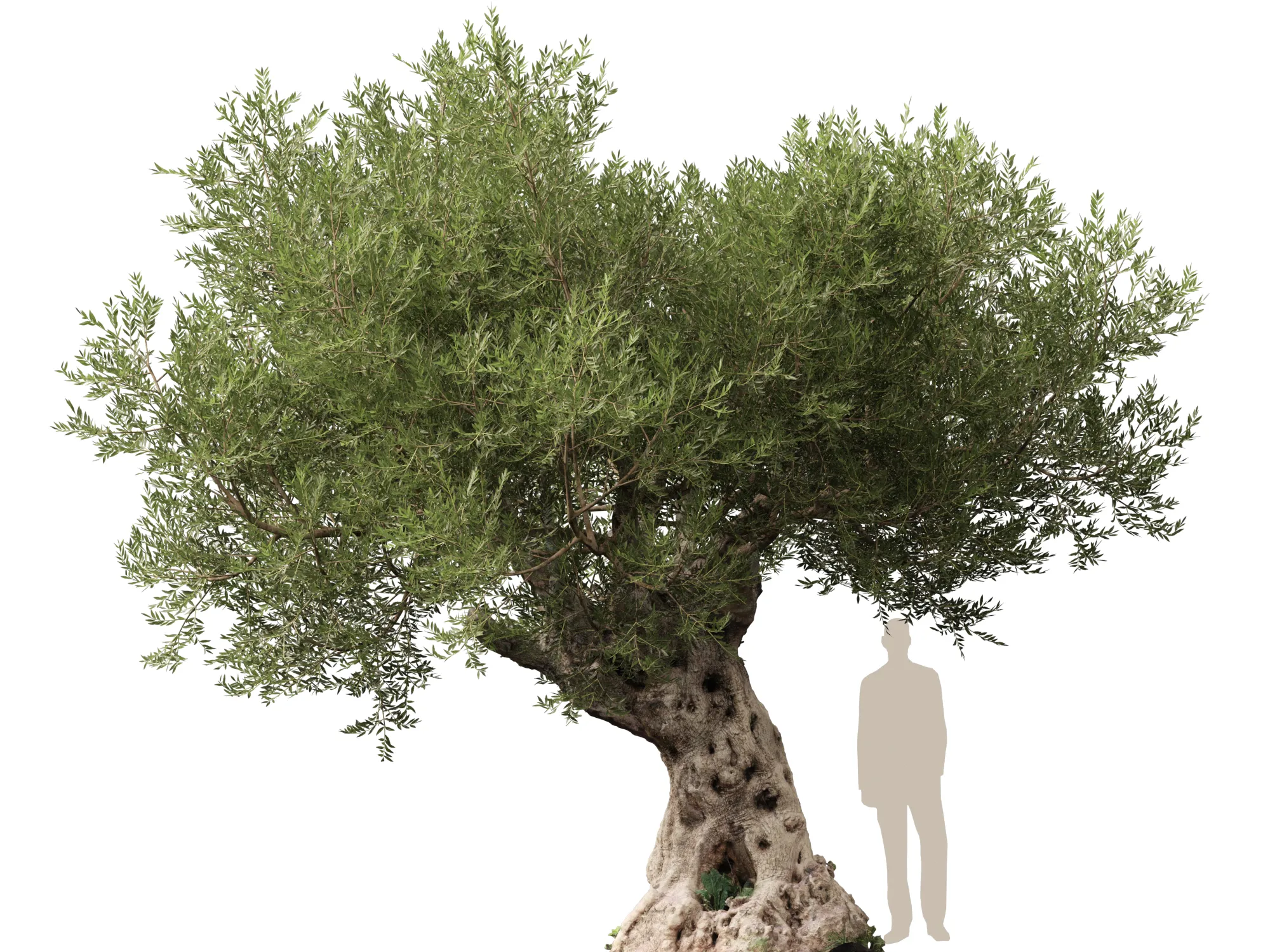 Scanned Olea Europaea - Common Olive 05 - Highpoly Lowpoly 3D Model .c4d .max .obj .3ds .fbx .stl .blend 