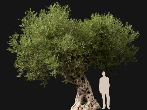 Scanned Olea Europaea - Common Olive 05 - Highpoly Lowpoly 3D Model