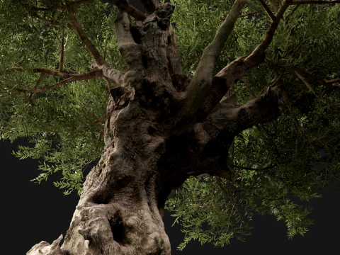 Scanned Olea Europaea - Common Olive 05 - Highpoly Lowpoly 3D Model