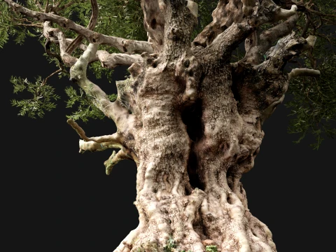 Scanned Olea Europaea - Common Olive 06 - Highpoly Lowpoly 3Dモデル