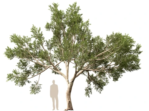 Scanned Olea Europaea - Common Olive 09 - Highpoly Lowpoly Modello 3D