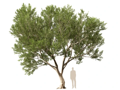 Scanned Olea Europaea - Common Olive 10 - Highpoly Lowpoly Modello 3D