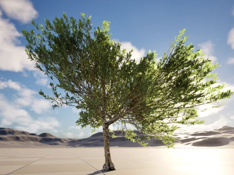 Scanned Olea Europaea - Common Olive 11 - Highpoly Lowpoly Modello 3D