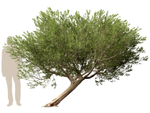 Scanned Olea Europaea - Common Olive 12 - Highpoly Lowpoly Modello 3D