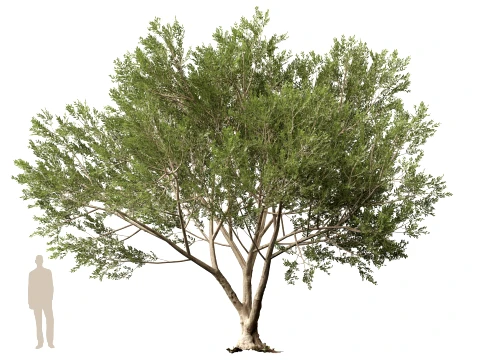 Scanned Olea Europaea - Common Olive 13 - Highpoly Lowpoly Modello 3D