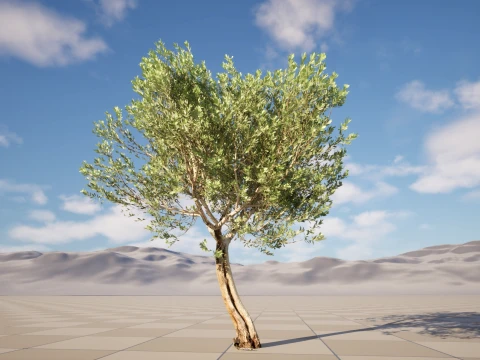 Scanned Olea Europaea - Common Olive 14 - Highpoly Lowpoly Modello 3D