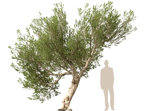 Scanned Olea Europaea - Common Olive 15 - Highpoly Lowpoly Modello 3D
