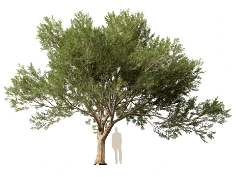 Scanned Olea Europaea - Common Olive 16 - Highpoly Lowpoly Modello 3D