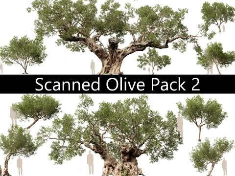 Scanned Olea europaea - Common olive Pack 09-19 - HighPoly Lowpoly Modello 3D