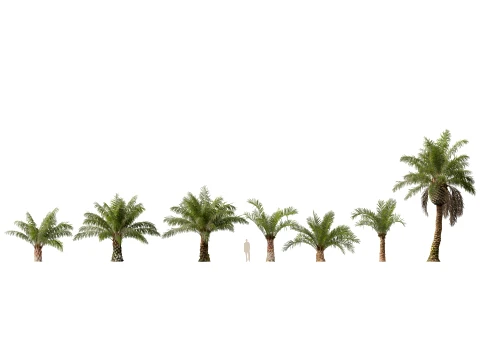 Elaeis Guineensis - African Oil Palm - HighPoly Lowpoly 3D Модель