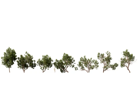 Highpoly Low Poly Banksia Serrata - Vecchio Banksia Modello 3D