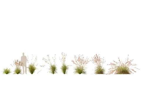 HighpolyLow Poly Themeda Triandra - Kangaroo Grass 3D Model