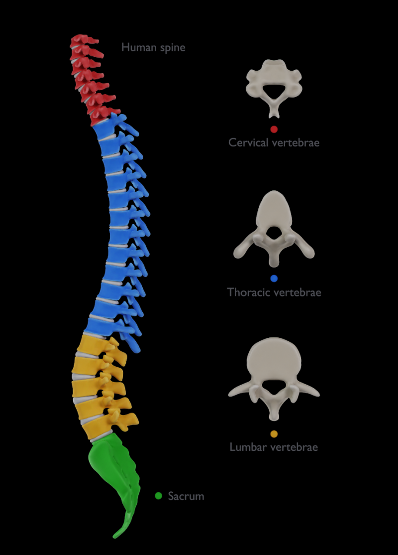 Spine with vertebraes lumbar thoracic cervical 2024 3D 모델 .c4d .max .obj .3ds .fbx .stl .blend 