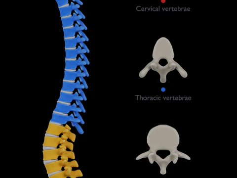Kręgosłup z kręgami lędźwiowo-piersiowo-szyjnymi 2024 Model 3D