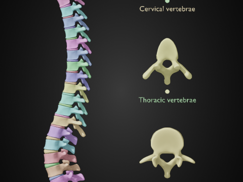 Spine with vertebraes lumbar thoracic cervical 2024 3D 모델