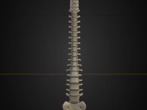 Spine with vertebraes lumbar thoracic cervical 2024 3D 모델