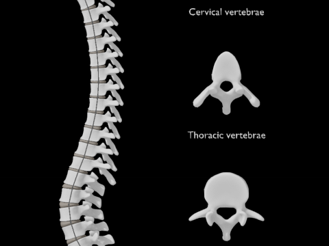 Spine with vertebraes lumbar thoracic cervical 2024 3D 모델
