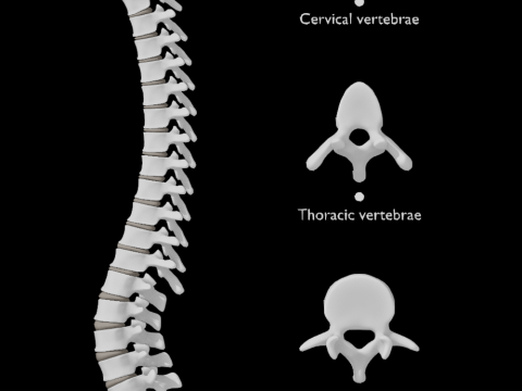 Spine with vertebraes lumbar thoracic cervical 2024 3D 모델