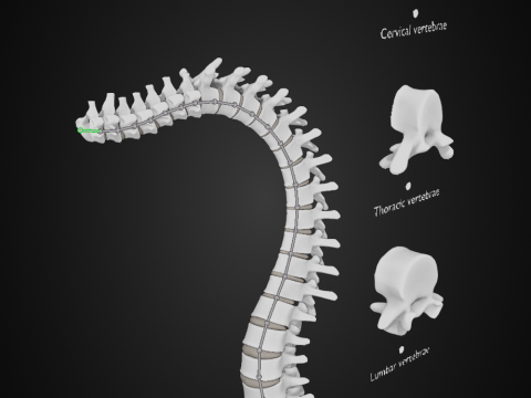 Spine with vertebraes lumbar thoracic cervical 2024 3D 모델