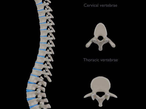 Spine with vertebraes lumbar thoracic cervical 2024 3D 모델
