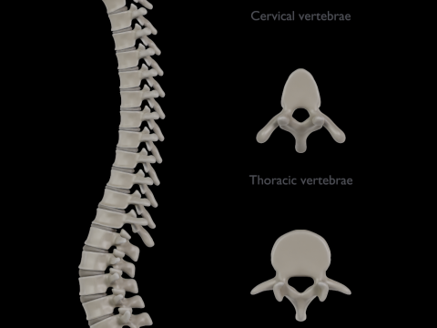 Spine with vertebraes lumbar thoracic cervical 2024 3D 모델