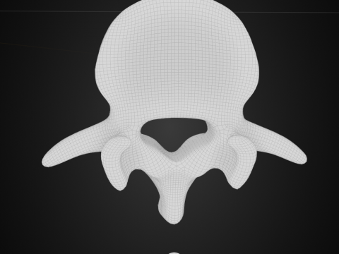 Spine with vertebraes lumbar thoracic cervical 2024 3D 모델